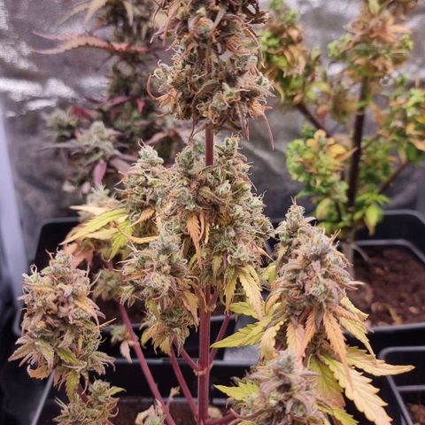 Hera growlog timeline photo