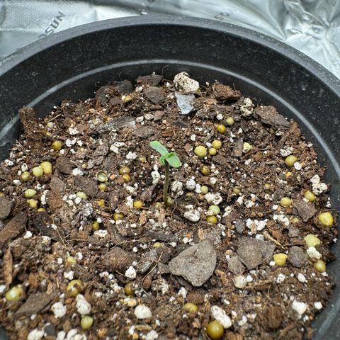 Glue growlog timeline photo