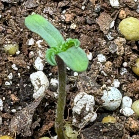 Glue growlog timeline photo
