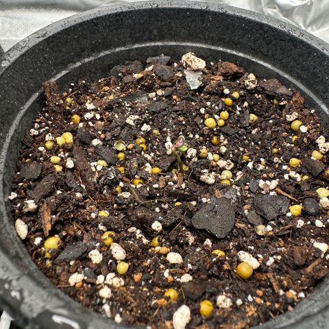 Glue growlog timeline photo