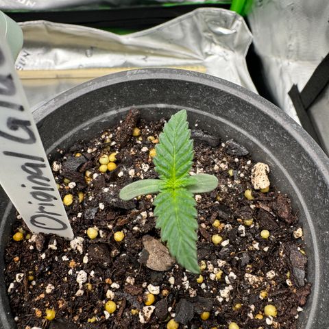 Glue growlog timeline photo