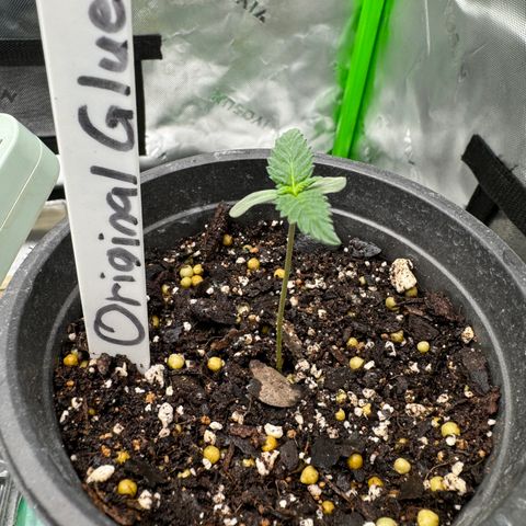 Glue growlog timeline photo