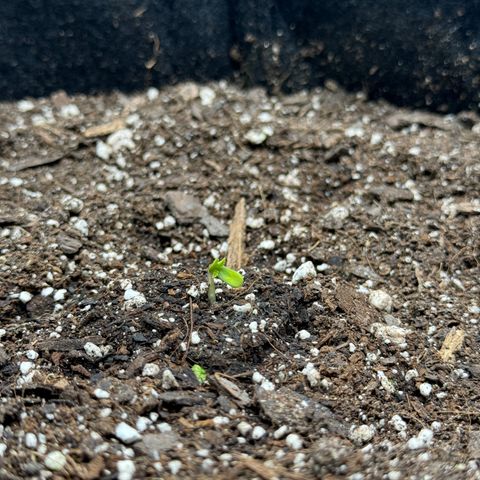 White Truffle Auto growlog timeline photo