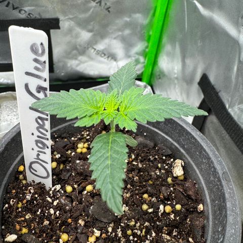 Glue growlog timeline photo