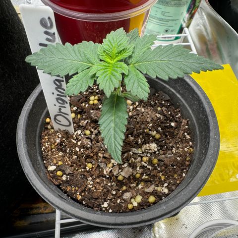 Glue growlog timeline photo