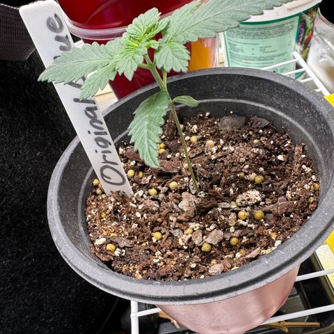 Glue growlog timeline photo