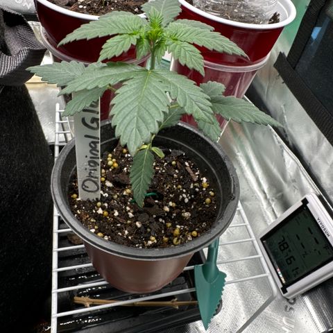 Glue growlog timeline photo