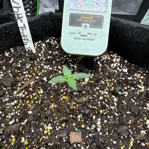 White Truffle Auto growlog timeline photo