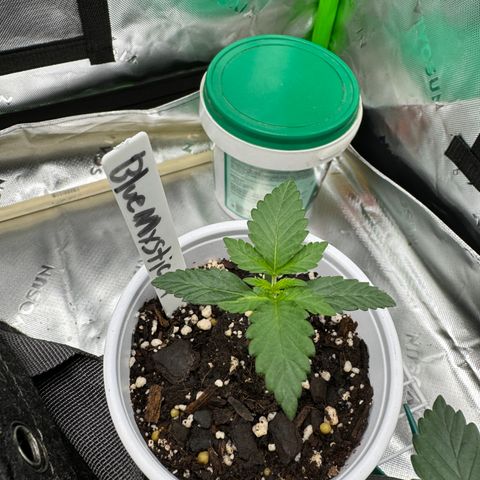 Blue Mystic Automatic(SoloCupRun) growlog timeline photo