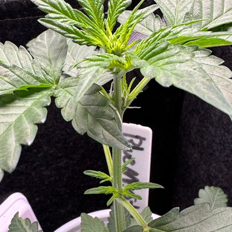 Blue Mystic Automatic(SoloCupRun) growlog timeline photo