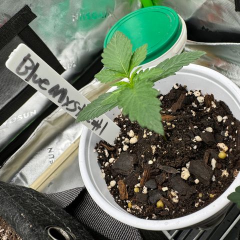 Blue Mystic Automatic(SoloCupRun) growlog timeline photo