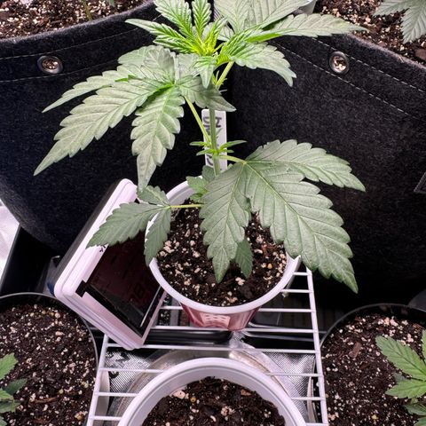 Blue Mystic Automatic(SoloCupRun) growlog timeline photo
