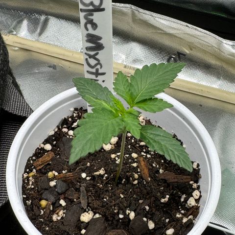 Blue Mystic Automatic(SoloCupRun) growlog timeline photo