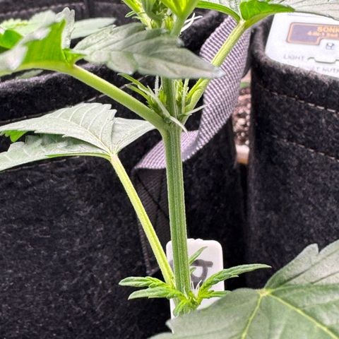 Blue Mystic Automatic(SoloCupRun) growlog timeline photo