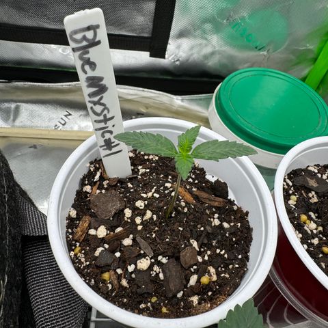 Blue Mystic Automatic(SoloCupRun) growlog timeline photo
