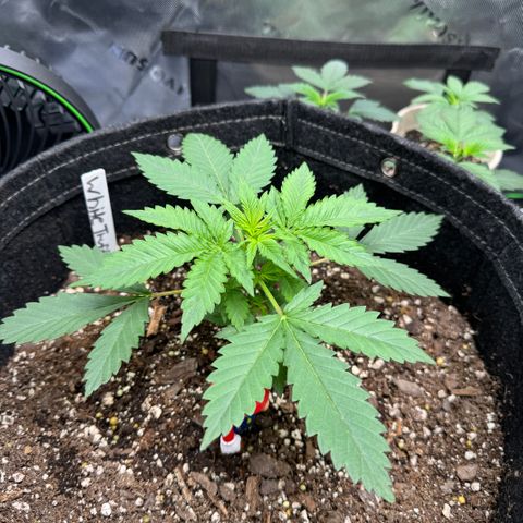 White Truffle Auto growlog timeline photo