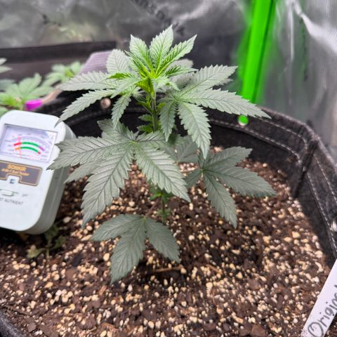 Glue growlog timeline photo
