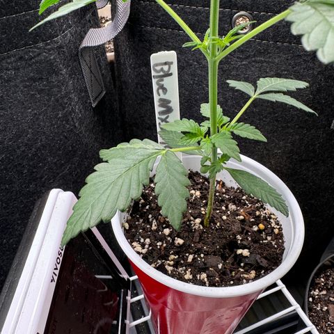Blue Mystic Automatic(SoloCupRun) growlog timeline photo