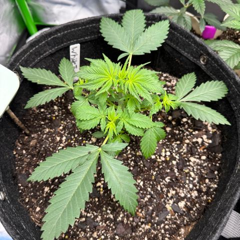 White Truffle Auto growlog timeline photo