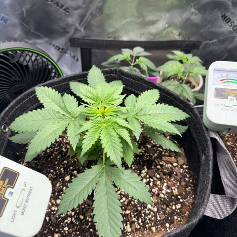 White Truffle Auto growlog timeline photo