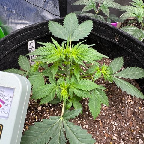 White Truffle Auto growlog timeline photo