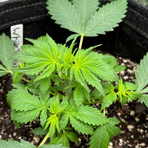 White Truffle Auto growlog timeline photo
