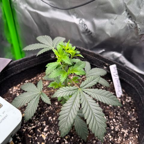 Glue growlog timeline photo