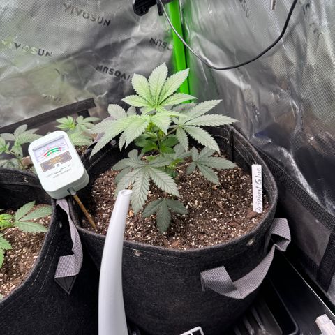 Glue growlog timeline photo