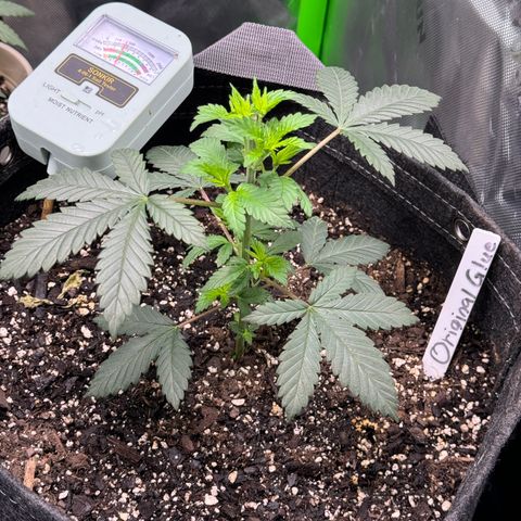 Glue growlog timeline photo