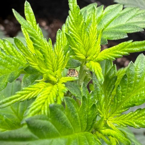 Glue growlog timeline photo