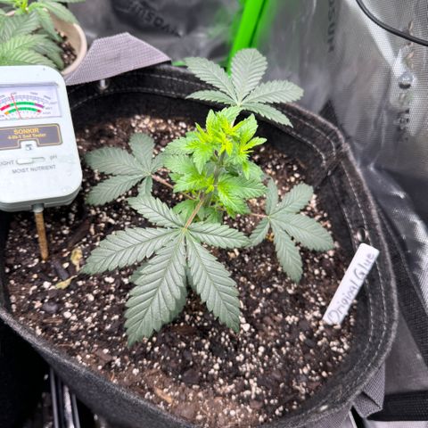 Glue growlog timeline photo