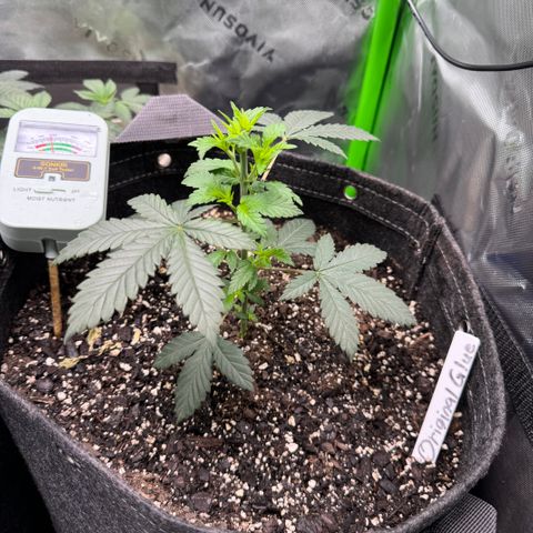 Glue growlog timeline photo