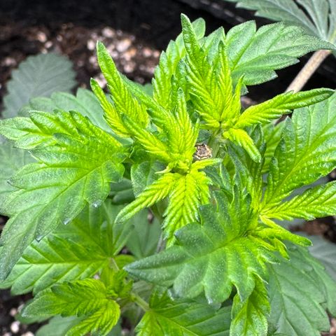 Glue growlog timeline photo