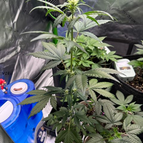 Blue Mystic Automatic(SoloCupRun) growlog timeline photo