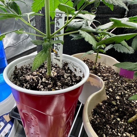 Blue Mystic Automatic(SoloCupRun) growlog timeline photo