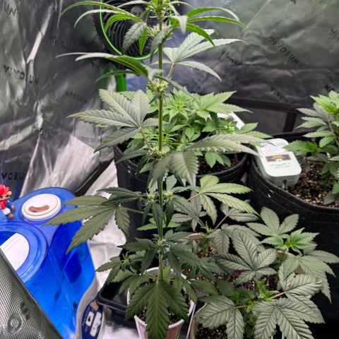 Blue Mystic Automatic(SoloCupRun) growlog timeline photo