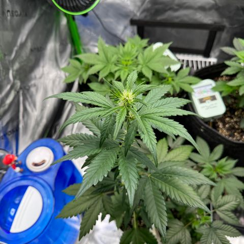 Blue Mystic Automatic(SoloCupRun) growlog timeline photo