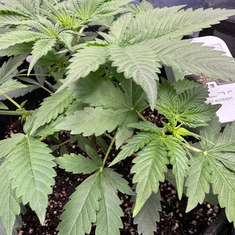 White Truffle Auto growlog timeline photo
