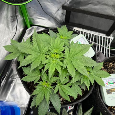 White Truffle Auto growlog timeline photo