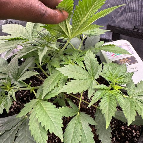 White Truffle Auto growlog timeline photo