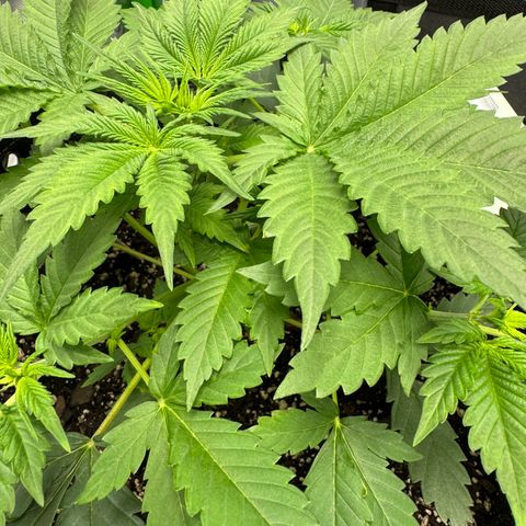 White Truffle Auto growlog timeline photo