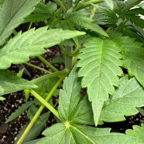 White Truffle Auto growlog timeline photo