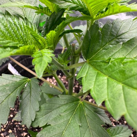 Glue growlog timeline photo