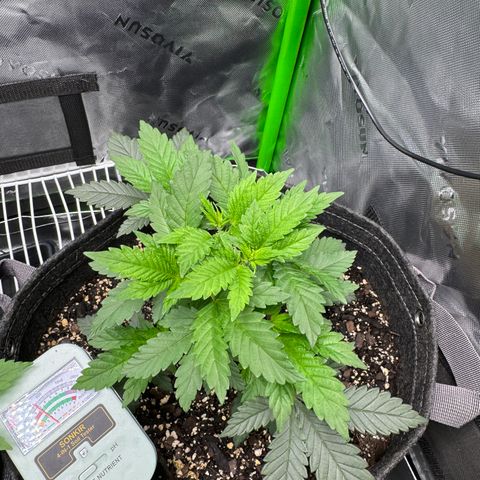 Glue growlog timeline photo