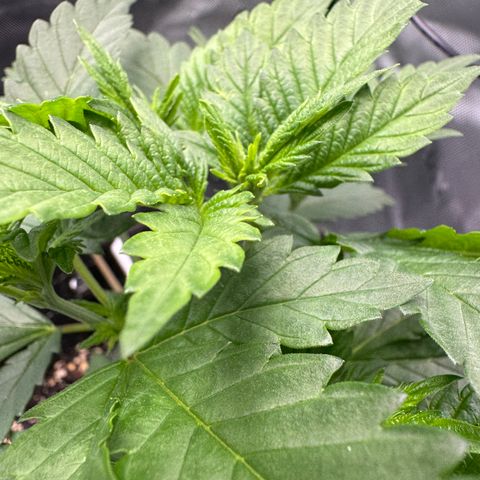 Glue growlog timeline photo