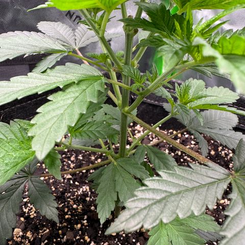 Glue growlog timeline photo
