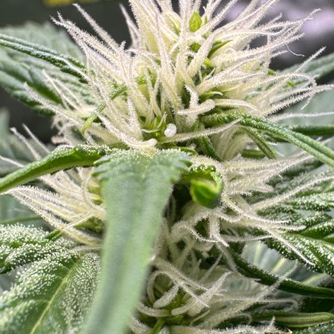 Blue Mystic Automatic(SoloCupRun) growlog timeline photo
