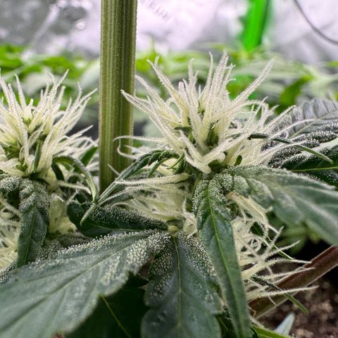 Blue Mystic Automatic(SoloCupRun) growlog timeline photo