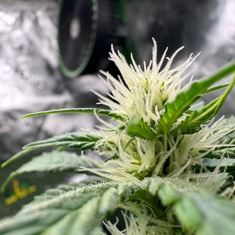 Blue Mystic Automatic(SoloCupRun) growlog timeline photo