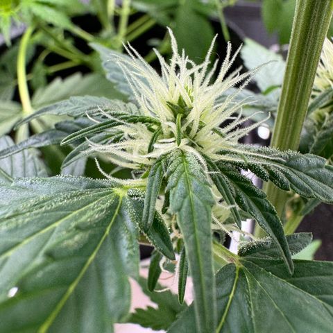 Blue Mystic Automatic(SoloCupRun) growlog timeline photo